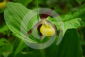 Lady`s-slipper Cypripedium calceolus Yellow with red petals