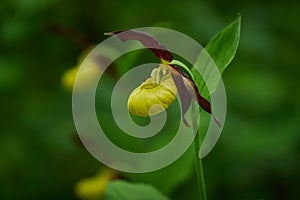 Lady`s-slipper Cypripedium calceolus Yellow with red petals