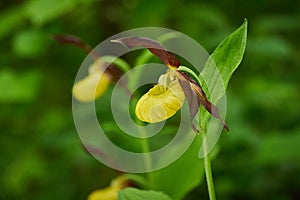 Lady`s-slipper Cypripedium calceolus Yellow with red petals