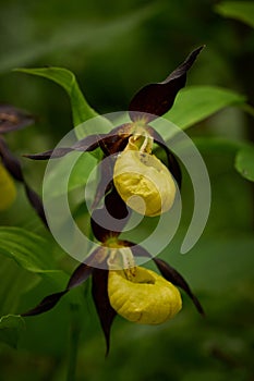 Lady`s-slipper Cypripedium calceolus Yellow with red petals