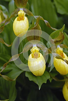 Macro of Yellow Lady\'s Slipper Orchid flowers photo