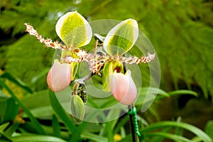Lady`s slipper orchid