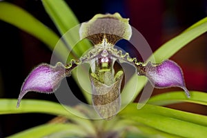 Lady's Slipper Orchid