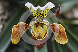 Lady`s slipper orchid