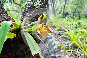 Lady`s slipper orchid, aka lady slipper orchid or slipper orchid