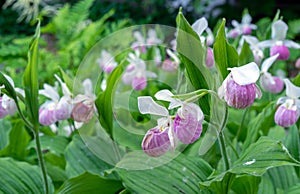 Lady\'s slipper orchid, aka lady slipper orchid or slipper orchid blooms in the summer garden