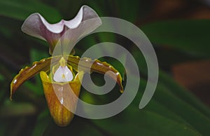 Lady`s slipper orchid, Cypripedioideae Paphiopedilum