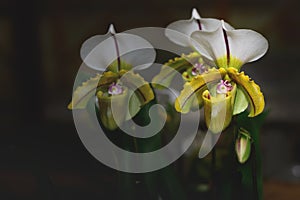 Lady`s slipper orchid, Cypripedioideae Paphiopedilum