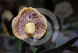 Lady`s slipper orchid, Cypripedioideae Paphiopedilum