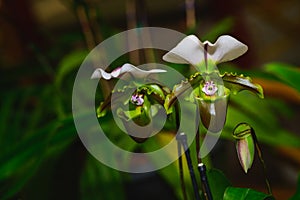 Lady`s slipper orchid, Cypripedioideae Paphiopedilum