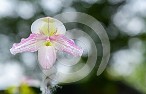 Slipper orchid Cypripedioideae Paphiopedilum,