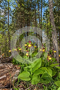 Lady's-slipper orchid (Cypripedium calceolus)