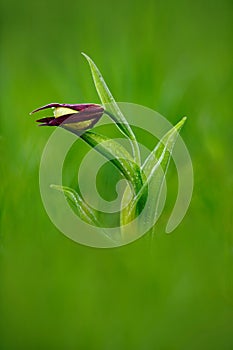 Lady`s Slipper Orchid, Cypripedium calceolus, flowering European terrestrial wild orchid in nature habitat. Beautiful detail of bl