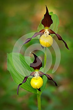 Lady`s Slipper Orchid, Cypripedium calceolus, flowering European terrestrial wild orchid, nature habitat, detail of bloom, green c