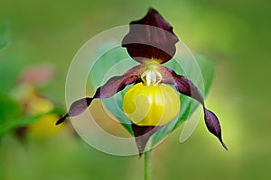 Lady`s Slipper Orchid, Cypripedium calceolus, flowering European terrestrial wild orchid, nature habitat, detail of bloom, green c