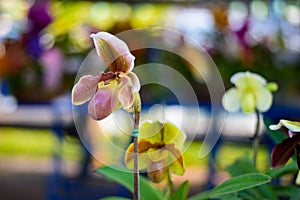 Lady`s Slipper orchid flower Paphiopedilum in the garden