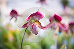 Lady`s Slipper orchid flower Paphiopedilum purple colour in