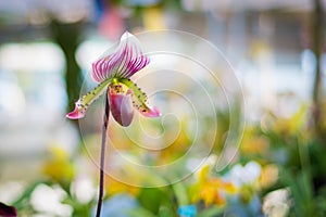 Lady`s Slipper orchid flower Paphiopedilum purple colour in