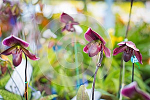 Lady`s Slipper orchid flower Paphiopedilum purple colour in