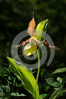 Lady's Slipper Orchid flower. Yellow with red petals blooming flower in natural environment. Lady Slipper blossom bloom