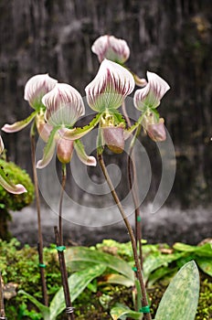 Lady's Slipper in orchid greenhouse