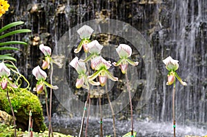 Lady's Slipper in orchid greenhouse