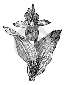 Lady`s Slipper Orchid or Lady Slipper Orchid or Slipper Orchid or Cypripedium spectabile, vintage engraving