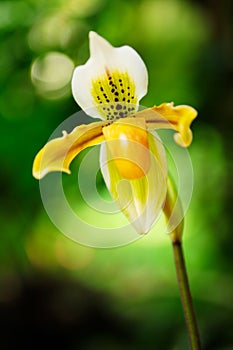 Lady's Slipper Orchid (Paphiopedilum)