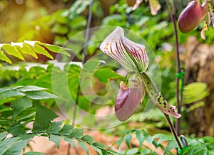 lady's slipper orchid (Paphiopedilum Callosum)