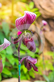 lady's slipper orchid (Paphiopedilum Callosum) photo