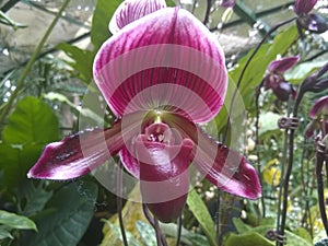 Lady`s slipper orchid Paphiopedilum Cypripedium