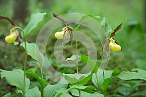 Lady`s-slipper orchids, Cypripedium calceolus