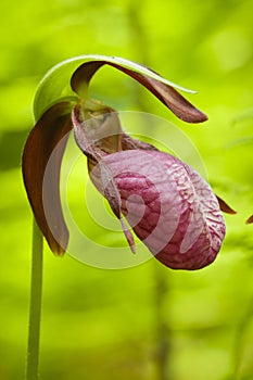 Lady's Slippers