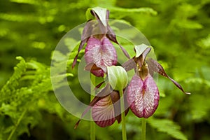Lady's Slippers