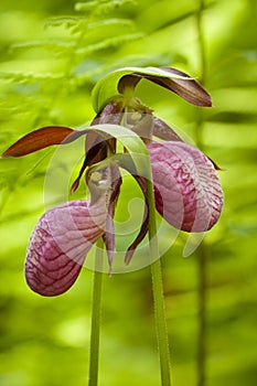 Lady's Slippers