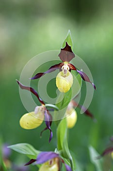 Lady's Slippers