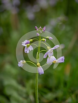 Lady\'s Smock Wild Flower in English Countryside photo