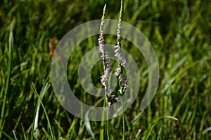 Lady`s tresses