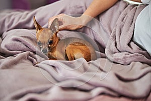 Lady scratching a dog behind the ear