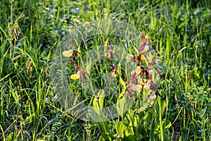 Lady Slipper Cypripedium calceolus flowers backlit