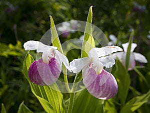 Lady slipper orchid