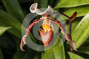 Lady slipper orchid