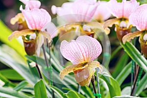 Lady slipper orchid