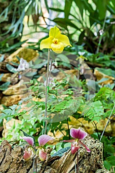 Lady slipper orchid