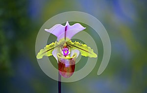 Lady slipper orchid