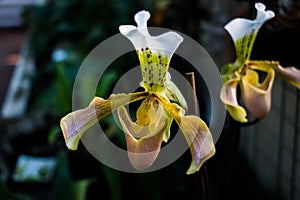 Lady slipper orchid, Cypripedioideae Paphiopedilum, in foreground