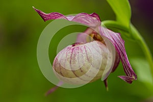 Lady slipper orchid (Cypripedium)