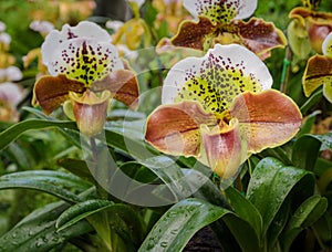 Lady slipper orchid flower