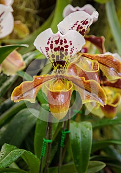 Lady slipper orchid flower