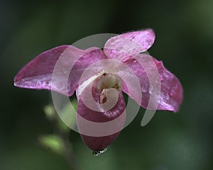 Lady Slipper Orchid photo